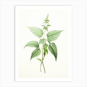 Stinging Nettle Vintage Botanical Herbs 2 Art Print