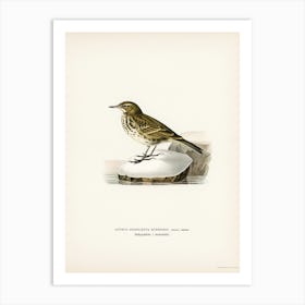 Water Pipit (Anthus Spinoletta Rupestris), The Von Wright Brothers Art Print