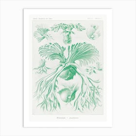 Filicinae–Laubfarne, Ernst Haeckel Art Print