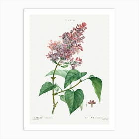 Common Lilac, Pierre Joseph Redoute Art Print