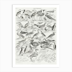 Ornithology, Oliver Goldsmith 4 Art Print