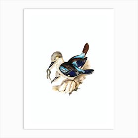 Vintage Leach’s Kingfisher Bird Illustration on Pure White n.0404 Art Print