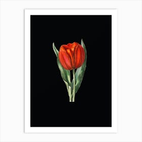Vintage Gesner's Tulip Branch Botanical Illustration on Solid Black n.0147 Art Print