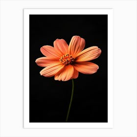 Orange Flower On Black Background 10 Art Print