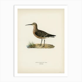 Curlew Sandpiper, The Von Wright Brothers Art Print