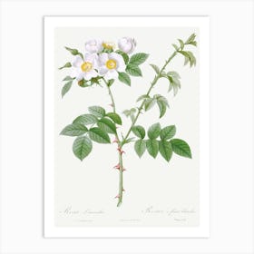 White Flowered Rose, Pierre Joseph Redoute Art Print