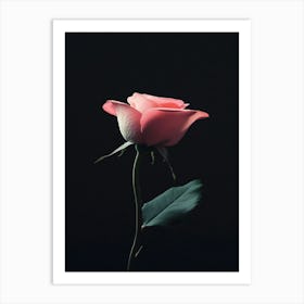 Pink Rose 35 Art Print