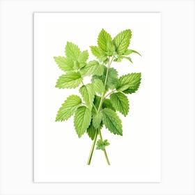 Lemon Balm Vintage Botanical Herbs 3 Art Print