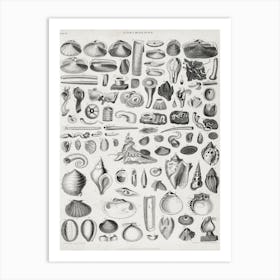 Conchology, Oliver Goldsmith Art Print