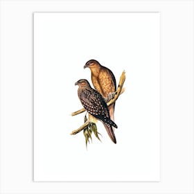 Vintage Whistling Kite Bird Illustration on Pure White n.0043 Art Print