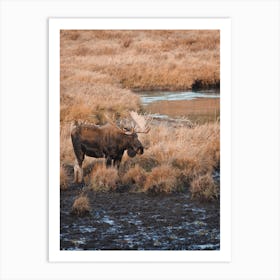 Moose Near Creek Art Print