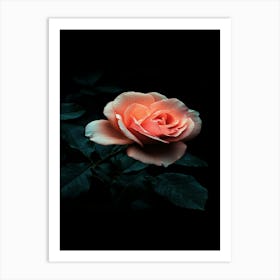 Dark Rose 42 Art Print