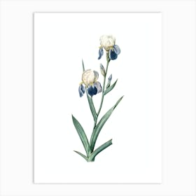 Vintage Elder Scented Iris Botanical Illustration on Pure White n.0433 Art Print