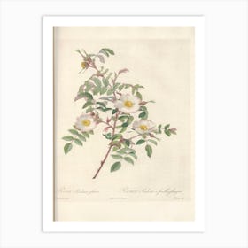 Rose Illustration, Pierre Joseph Redoute (92) Art Print