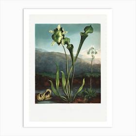 Vintage Botanical Temple Of Flora _2476822 Art Print