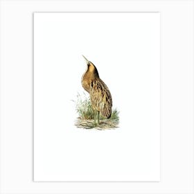 Vintage Bittern Bird Illustration on Pure White Art Print