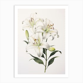 Lilies Flower Vintage Botanical 0 Art Print