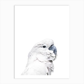 White Parrot Art Print