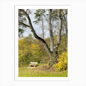 Bench In The Forest Art Print