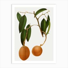 Lychee Fruit Art Print