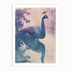 Lilac Cyanotype Inspired Peacock & Reflection Art Print