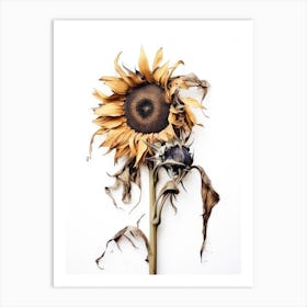 Dead Sunflower 5 Art Print