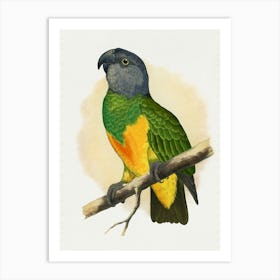 Parrot 27 Art Print