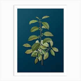 Vintage Alder Buckthorn Botanical Art on Teal Blue n.0539 Art Print