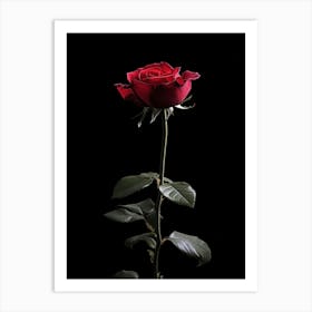 Single Red Rose On Black Background 16 Art Print