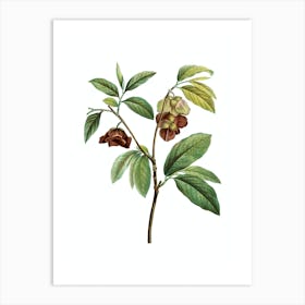 Vintage Papaw Tree Branch Botanical Illustration on Pure White n.0606 Art Print