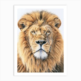 Barbary Lion Portrait Close Up Clipart 4 Art Print