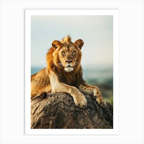 Lion On A Rock Art Print