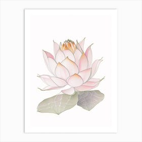 Sacred Lotus Pencil Illustration 2 Art Print
