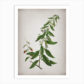 Vintage Goji Berry Tree Botanical on Parchment n.0975 Art Print