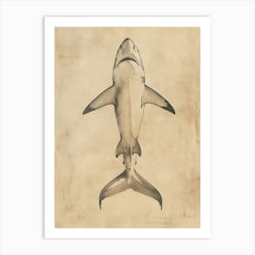 Bamboo Shark Vintage Illustration 5 Art Print