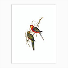Vintage Western Rosella Parrot Bird Illustration on Pure White n.0237 Art Print