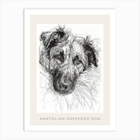 Anatolian Shepherd Dog Line Sketch 1 Poster Art Print