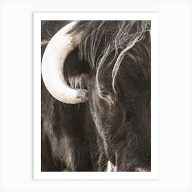 Black Bull With Horns Art Print