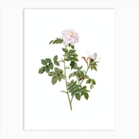 Vintage Pink Rosebush Botanical Illustration on Pure White n.0179 Art Print