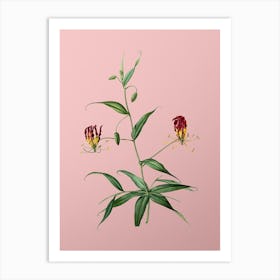 Vintage Flame Lily Botanical on Soft Pink n.0683 Art Print