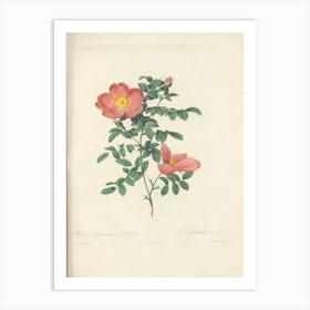 Rose Illustration, Pierre Joseph Redoute (97) Art Print