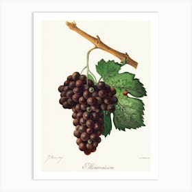 Grapes On A Branch Art Print