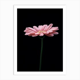 Pink Gerbera Art Print