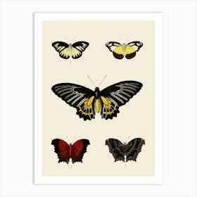 Vintage Butterflies Of The World Art Print