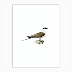 Vintage Long Tailed Jaeger Bird Illustration on Pure White n.0066 Art Print