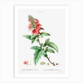 Tree Mallow, Pierre Joseph Redoute Art Print