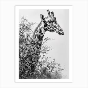 Giraffe With Head In The Branches Pencil Drawing 5 Art Print