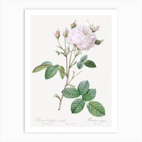 Cabbage Rose White Provence Also Known As Unique Blance, Pierre Joseph Redoute Art Print