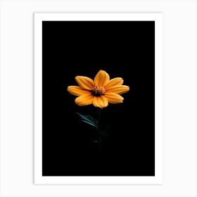 Single Yellow Flower On Black Background 3 Art Print