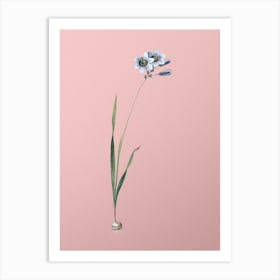 Vintage Galaxia Ixiaeflora Botanical on Soft Pink n.0512 Art Print